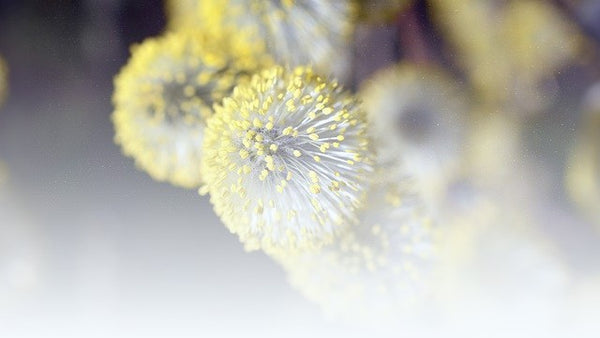 pollenextract